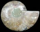 Cut Ammonite Fossil (Half) - Agatized #45515-1